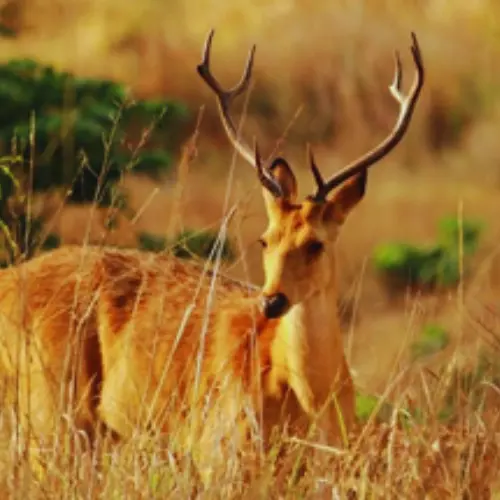 Girnar Wildlife Sanctuary (Buffer Zone)