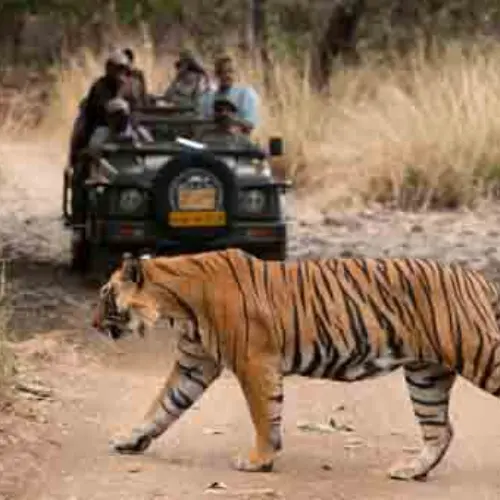 Zone 3 Ranthambore