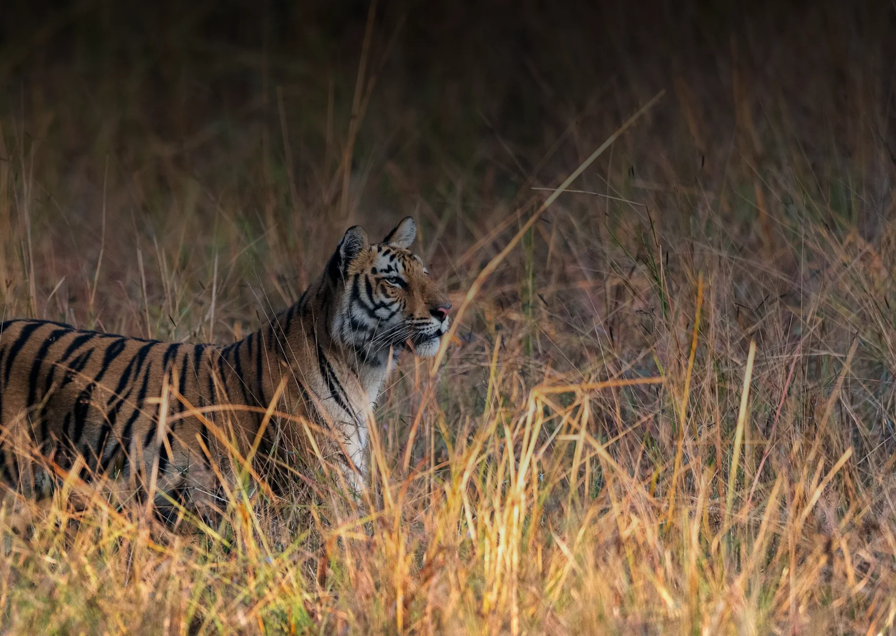 Zone 5 Ranthambore