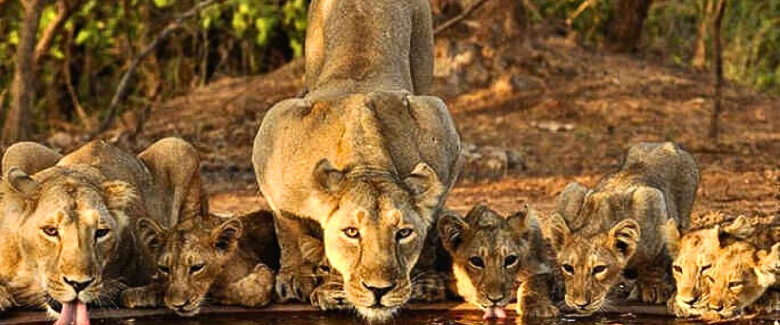 Jawai Safari Booking