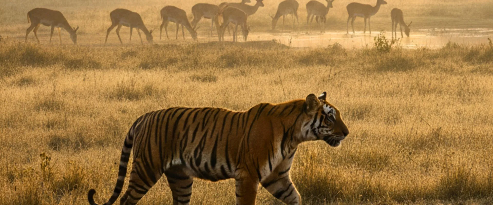 Kanha National Park
