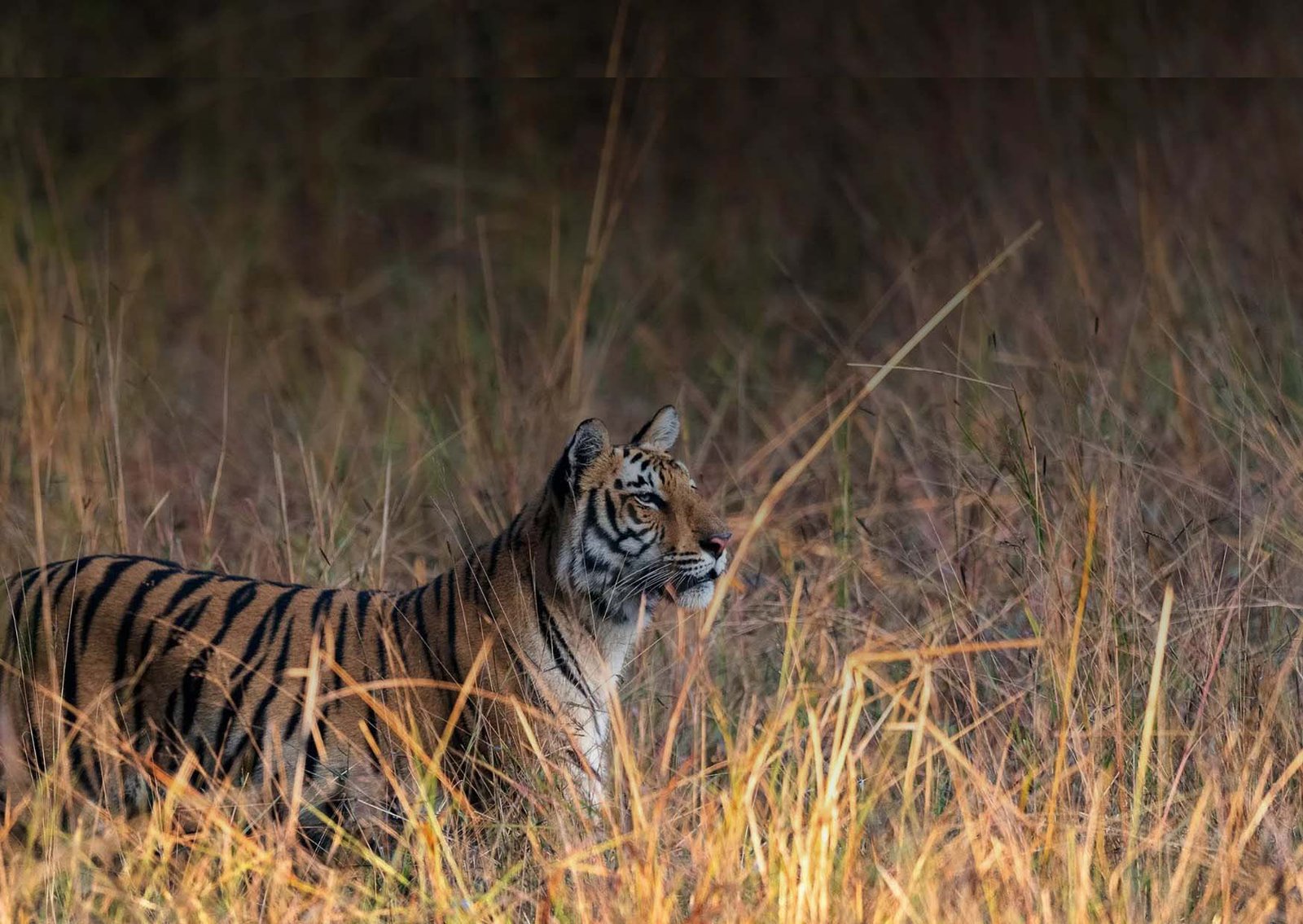 Tulsishyam Zone (Hill Zone)