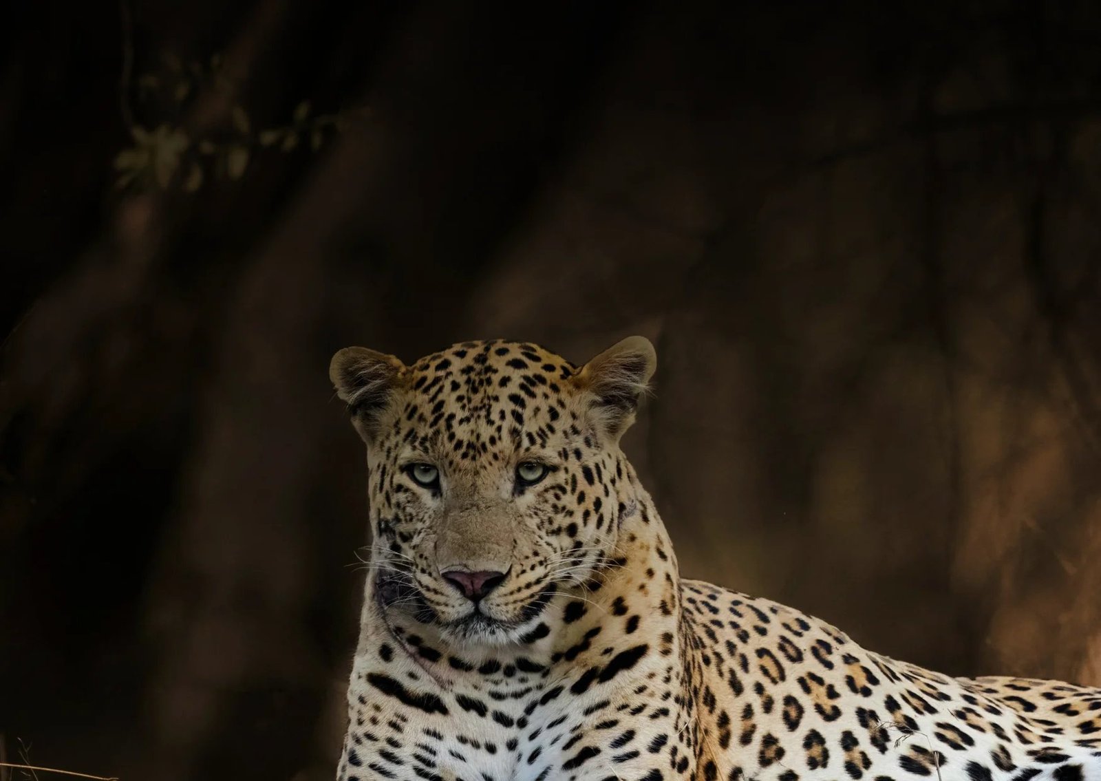 Girnar Wildlife Sanctuary (Buffer Zone)
