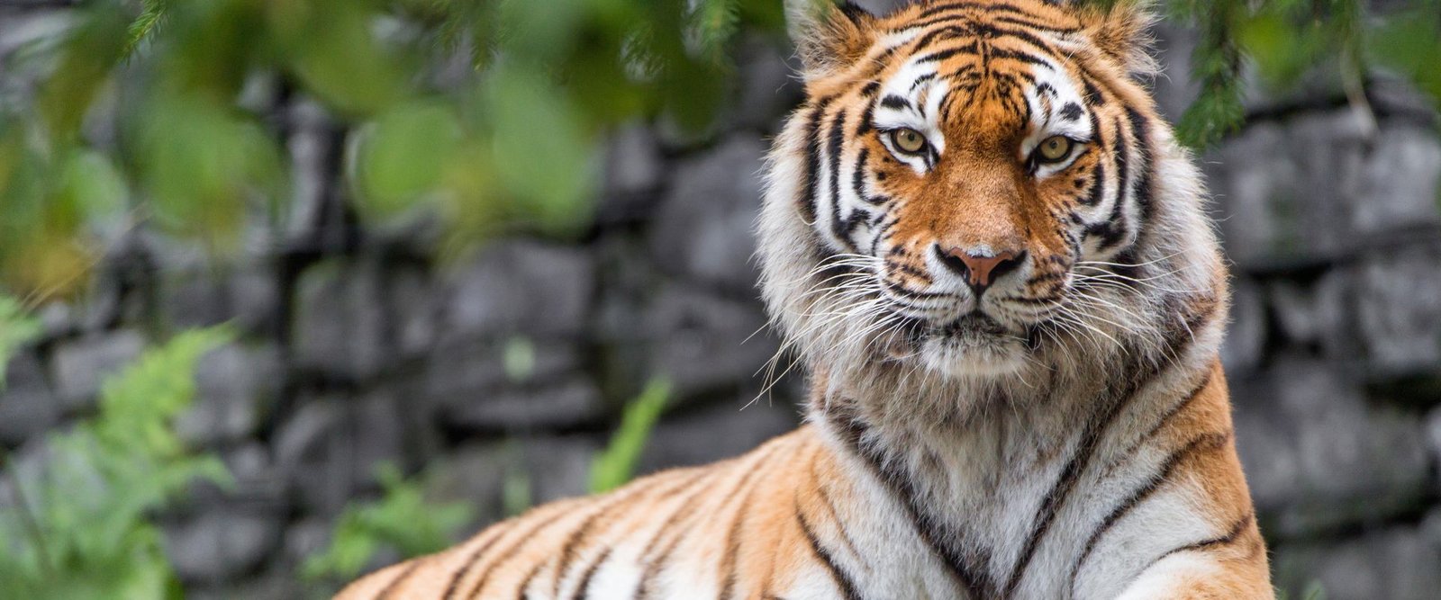 Tala Zone Bandhavgarh