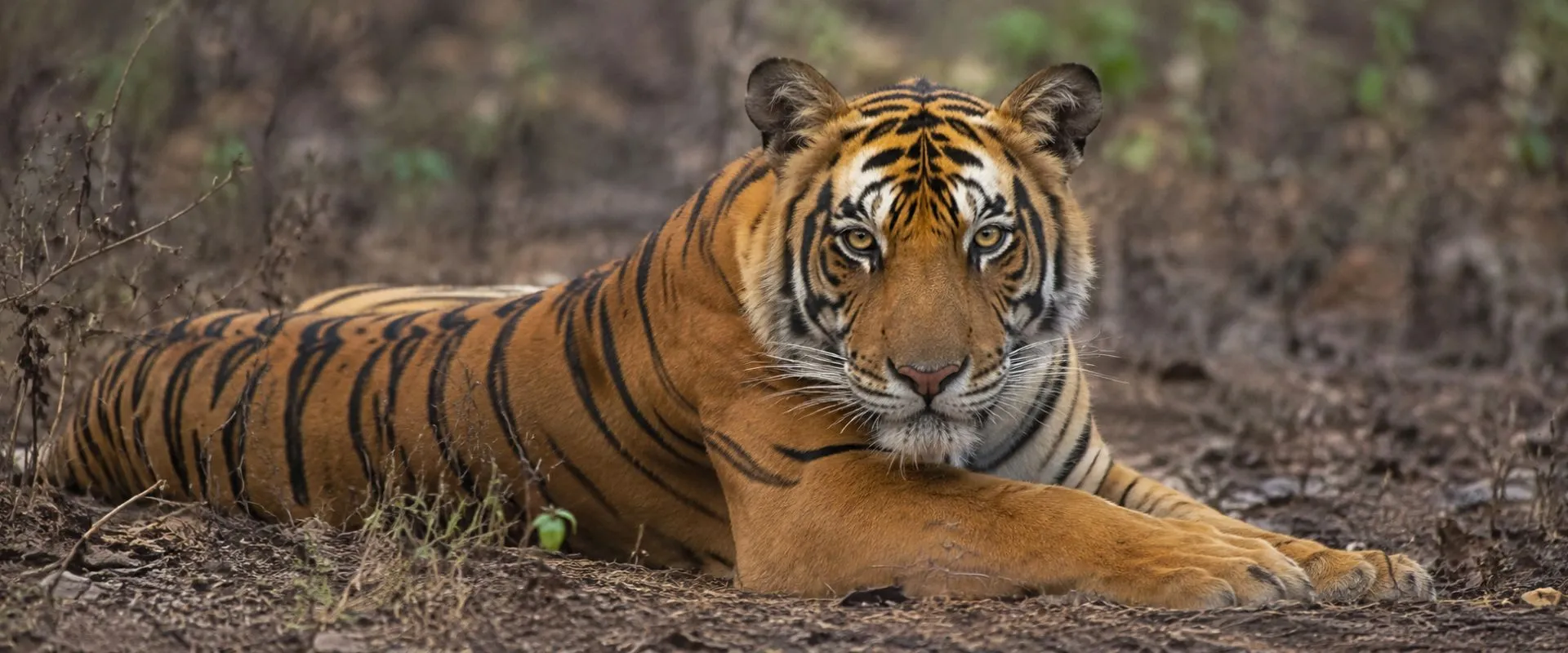 Bandhavgarh Safari Booking