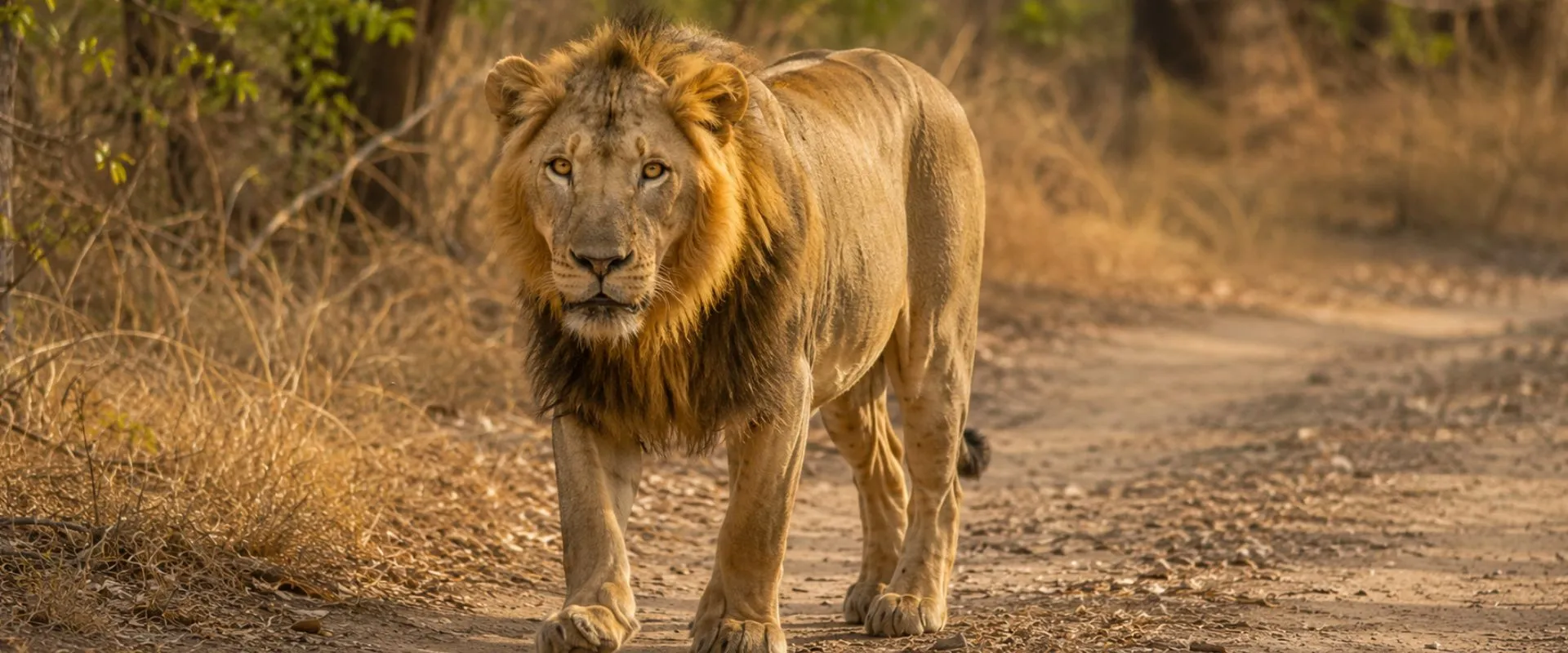 Gir Safari Booking