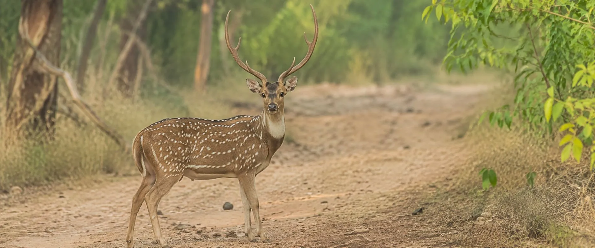 Panna  Safari Booking