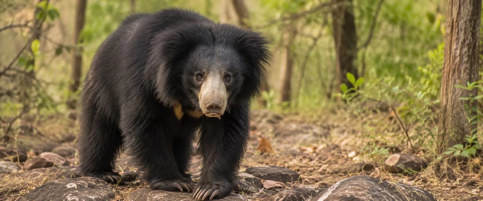 Pench Safari Booking